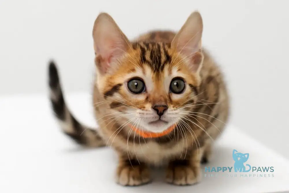 Jasmine Bengal female black spotted tabby live animals