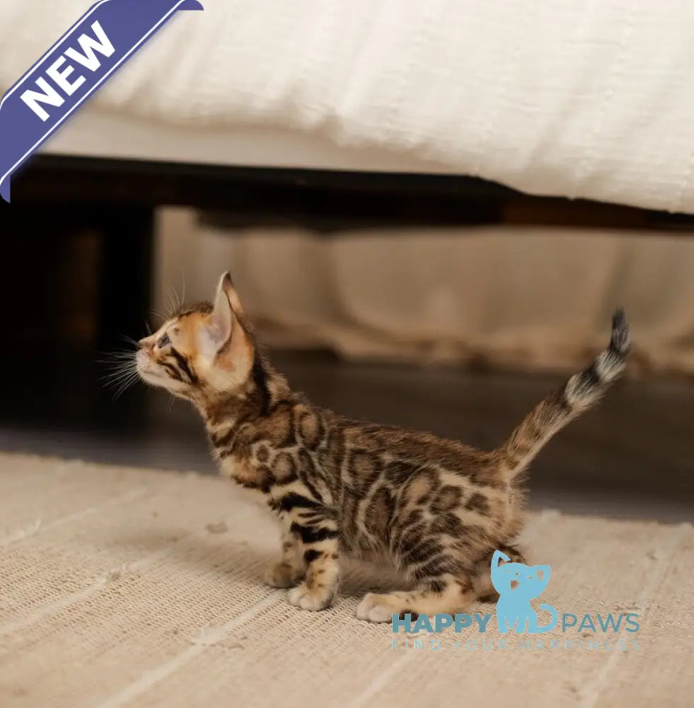 Jasmine Bengal female black spotted tabby live animals