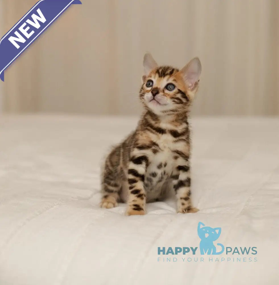 Jasmine Bengal female black spotted tabby live animals