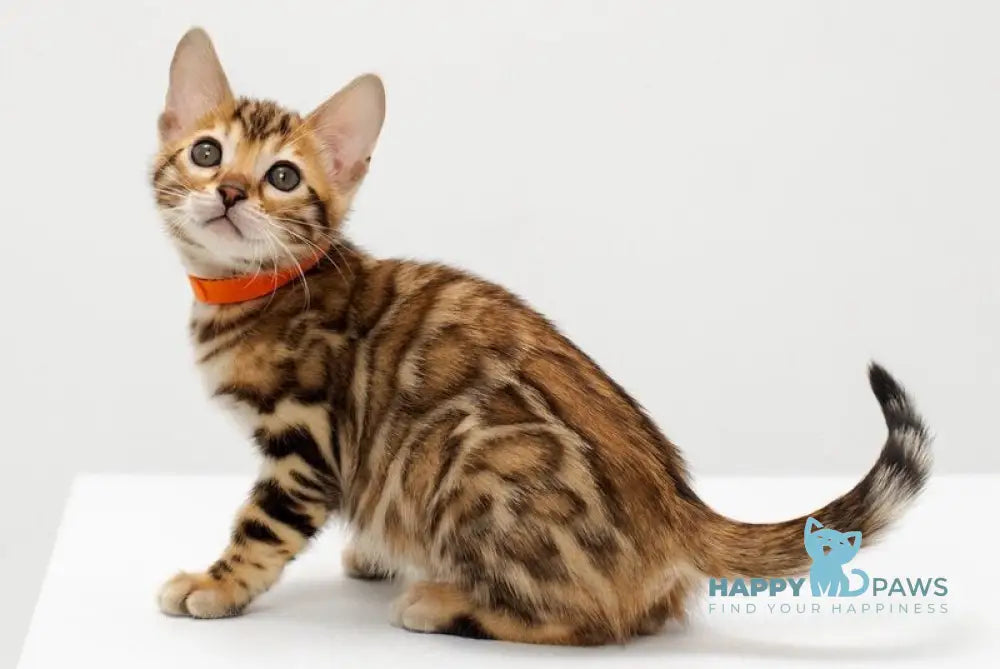 Jasmine Bengal female black spotted tabby live animals