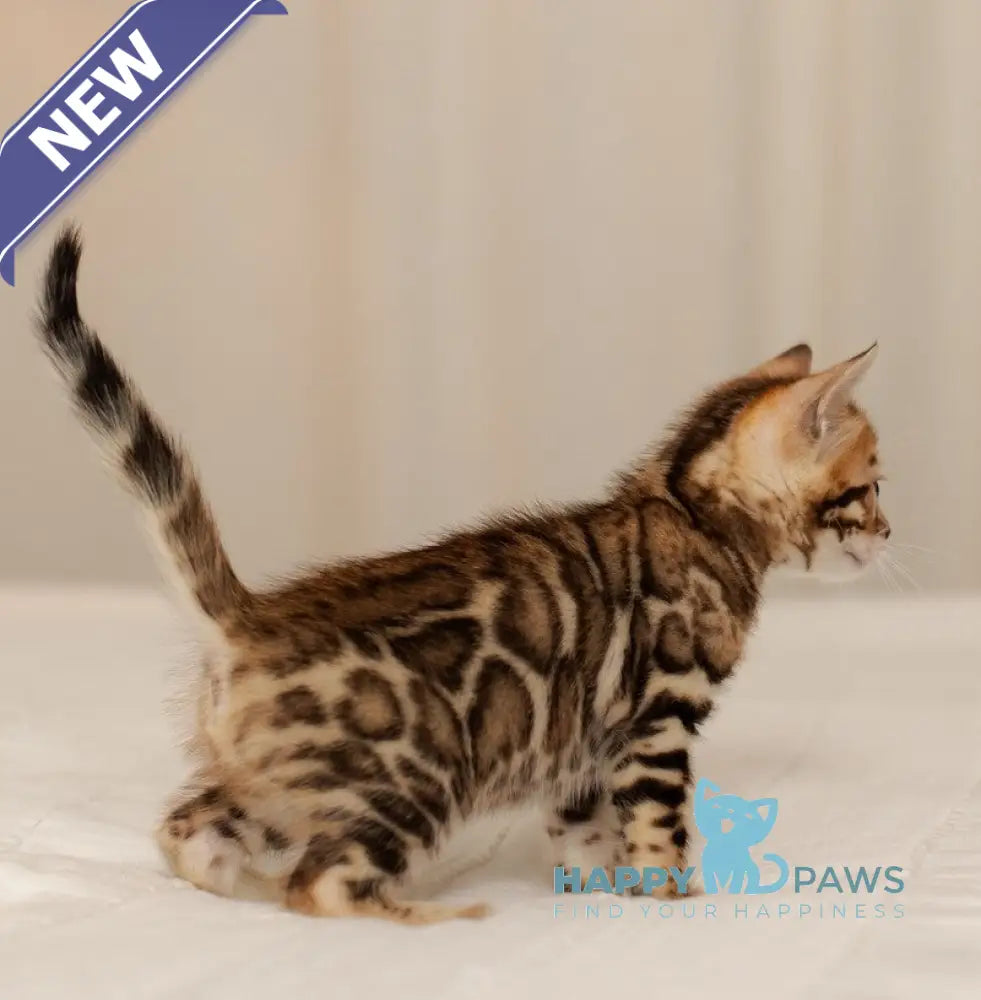 Jasmine Bengal female black spotted tabby live animals