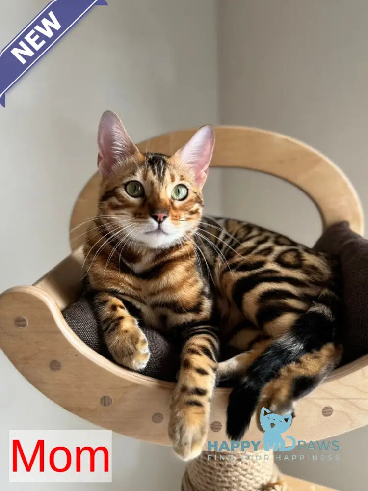 Jasmine Bengal female black spotted tabby live animals
