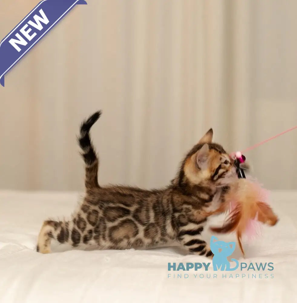 Jasmine Bengal female black spotted tabby live animals