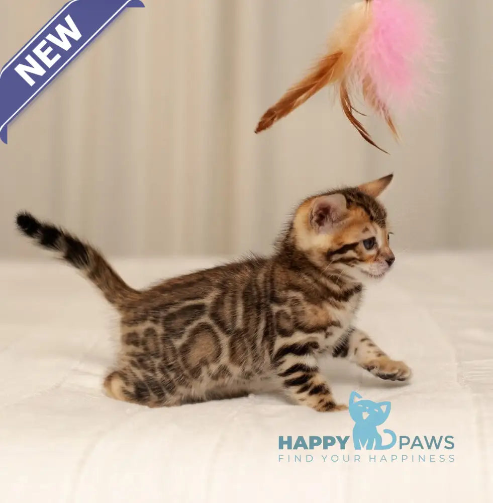 Jasmine Bengal female black spotted tabby live animals