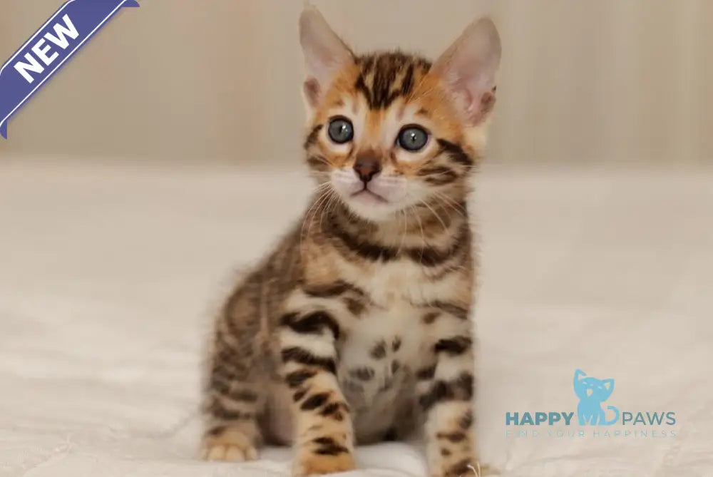 Jasmine Bengal female black spotted tabby live animals