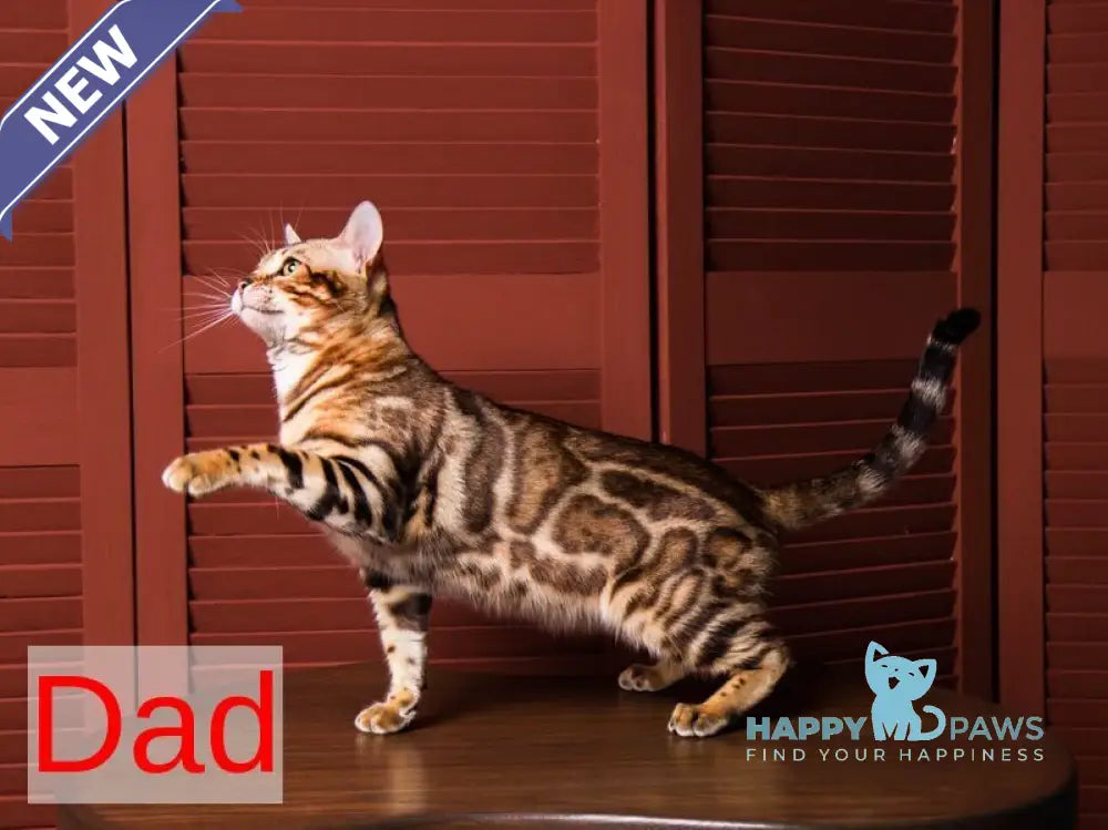 Jasmine Bengal female black spotted tabby live animals