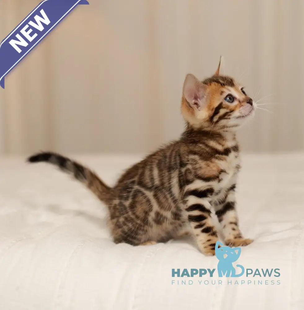 Jasmine Bengal female black spotted tabby live animals