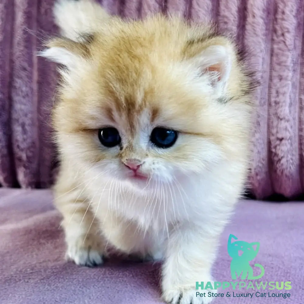 Jasmine British Longhair female black golden spotted tabby - live animals
