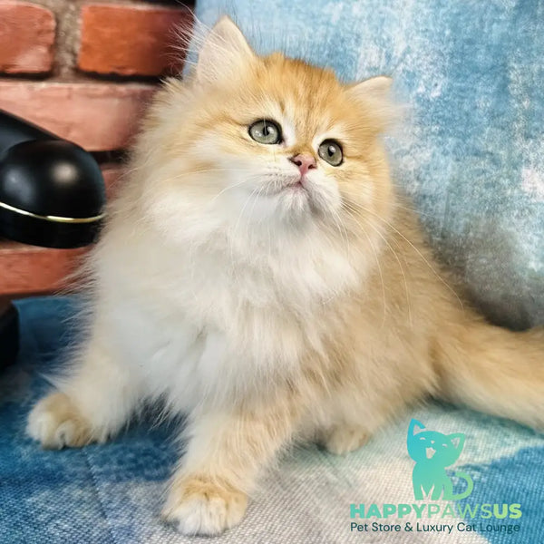Jasmine British Longhair female black golden spotted tabby - live animals