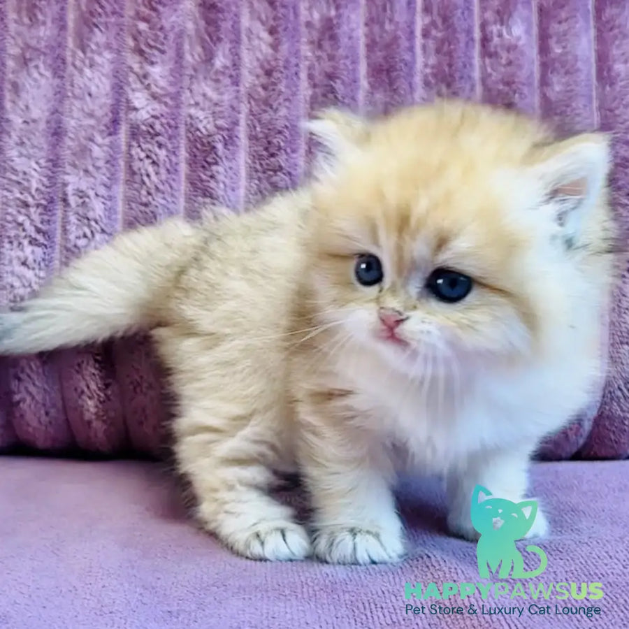 Jasmine British Longhair female black golden spotted tabby - live animals