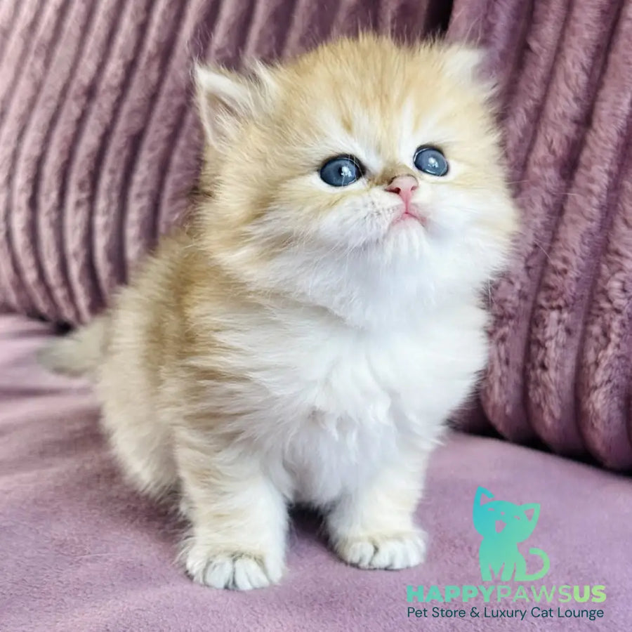 Jasmine British Longhair female black golden spotted tabby - live animals