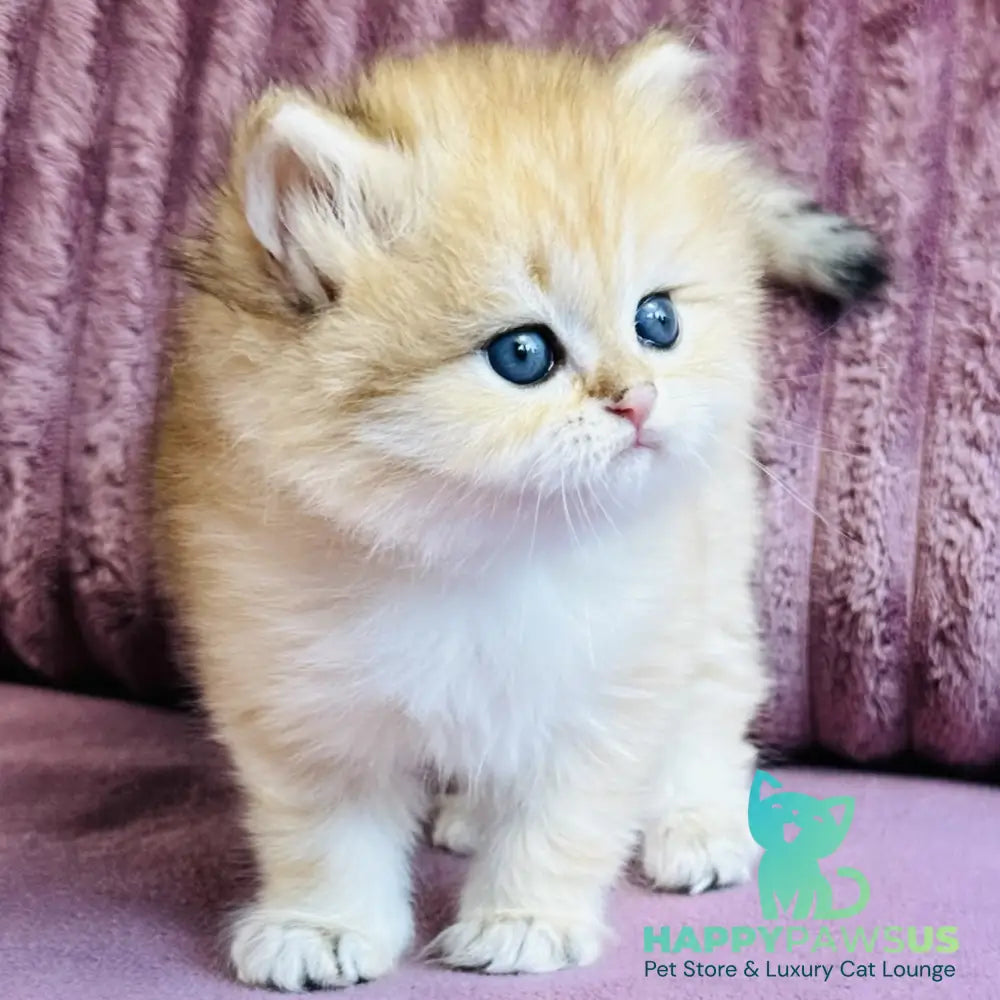 Jasmine British Longhair female black golden spotted tabby - live animals
