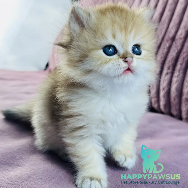 Jasmine British Longhair female black golden spotted tabby - live animals