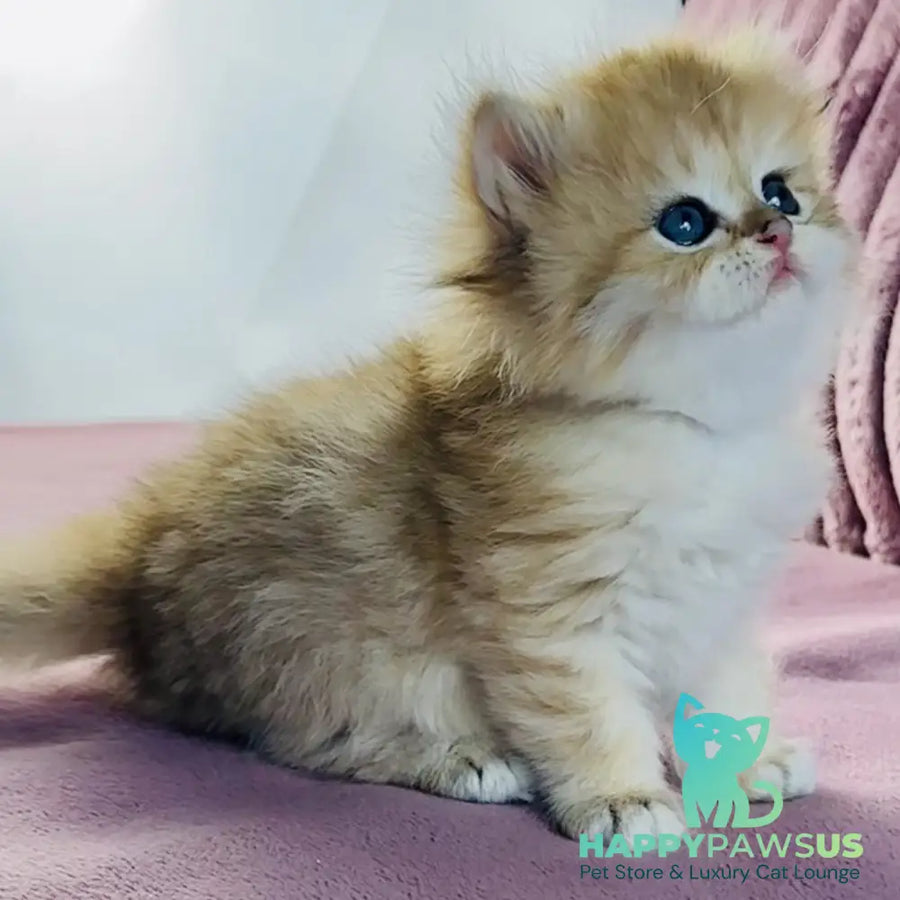 Jasmine British Longhair female black golden spotted tabby - live animals