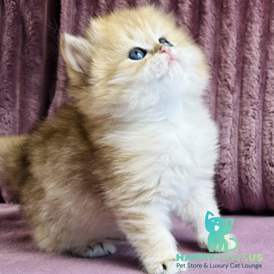 Jasmine British Longhair female black golden spotted tabby - live animals