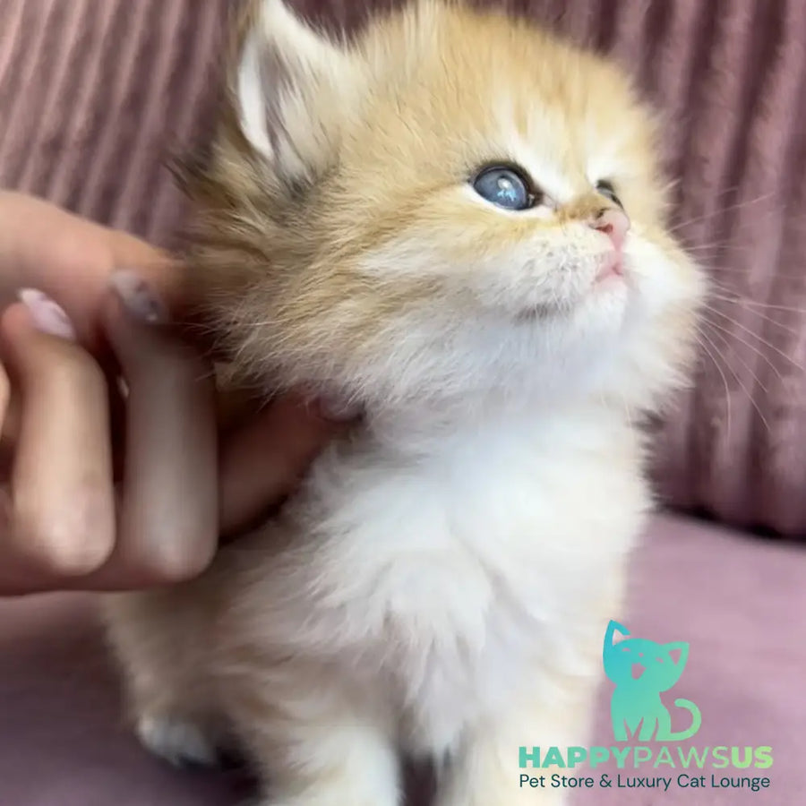 Jasmine British Longhair female black golden spotted tabby - live animals