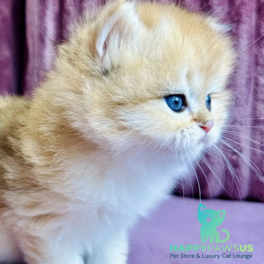 Jasmine British Longhair female black golden spotted tabby - live animals