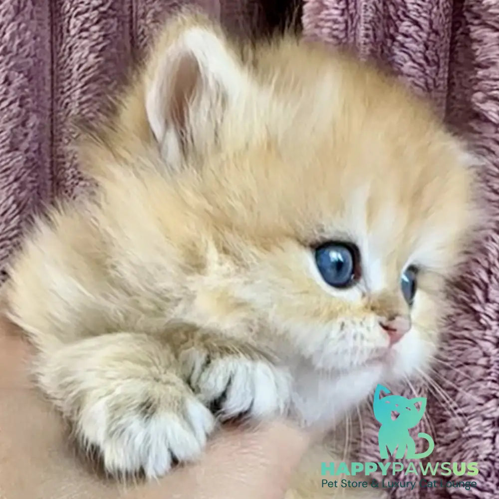 Jasmine British Longhair female black golden spotted tabby - live animals