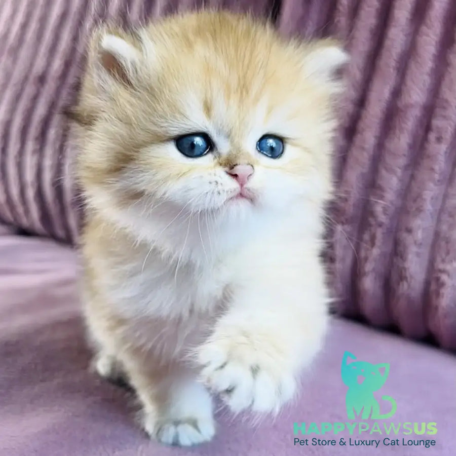 Jasmine British Longhair female black golden spotted tabby - live animals