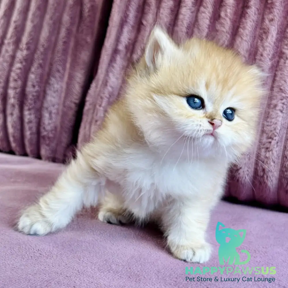 Jasmine British Longhair female black golden spotted tabby - live animals