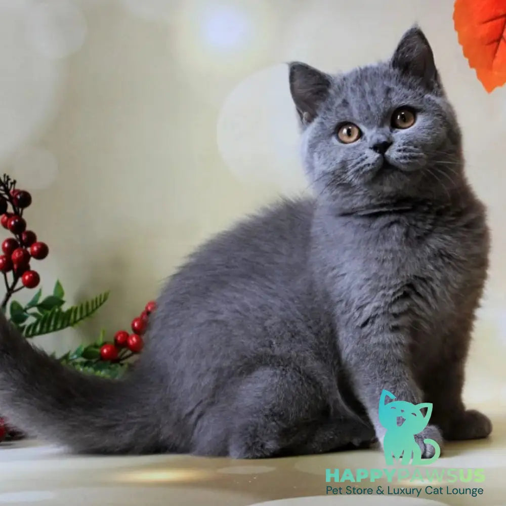 Jasmine British Shorthair female blue