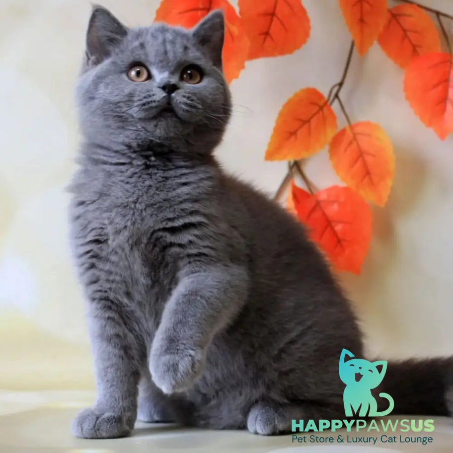 Jasmine British Shorthair female blue