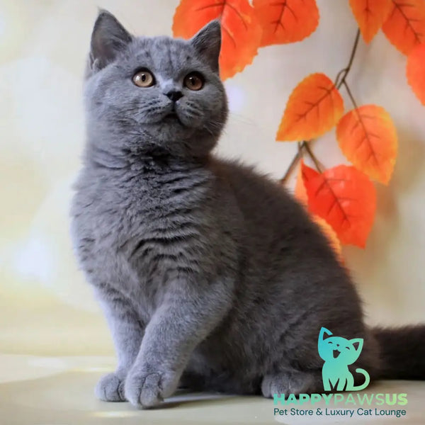 Jasmine British Shorthair female blue