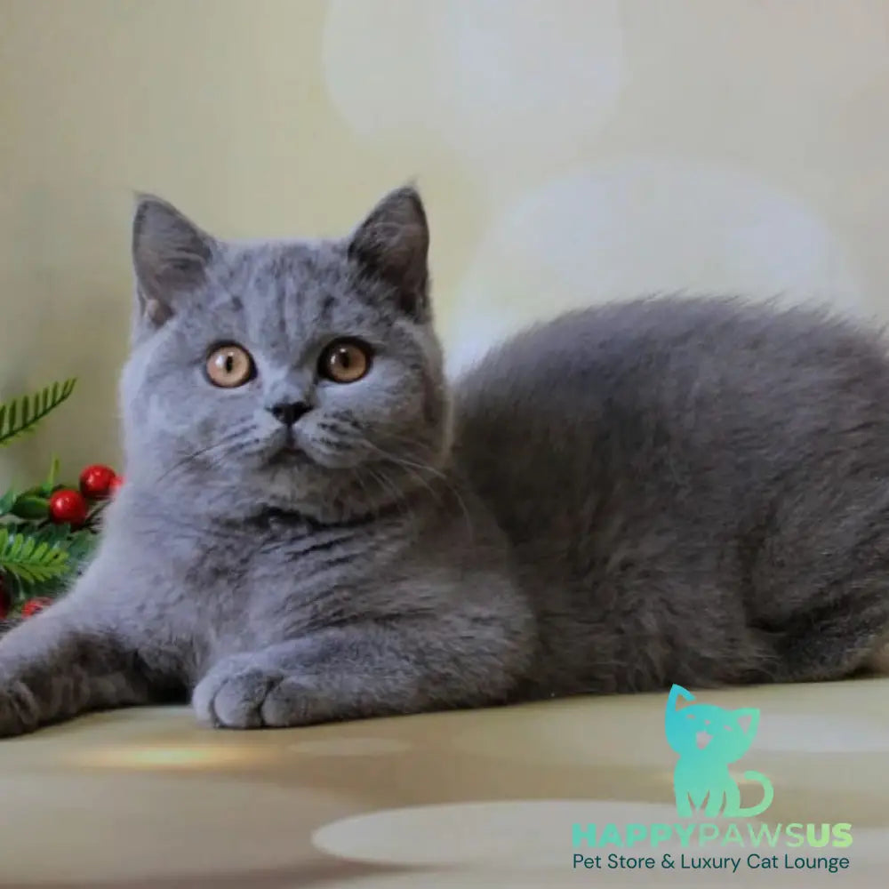 Jasmine British Shorthair female blue