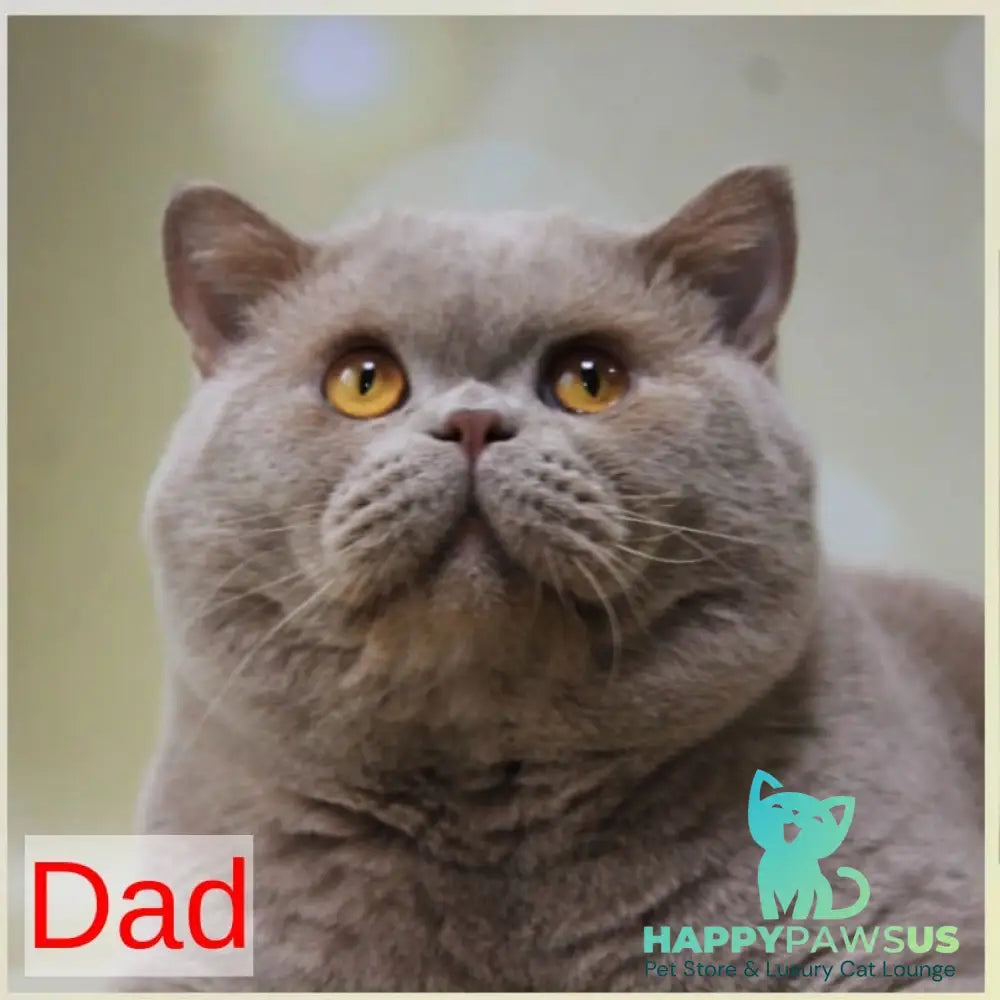 Jasmine British Shorthair female blue