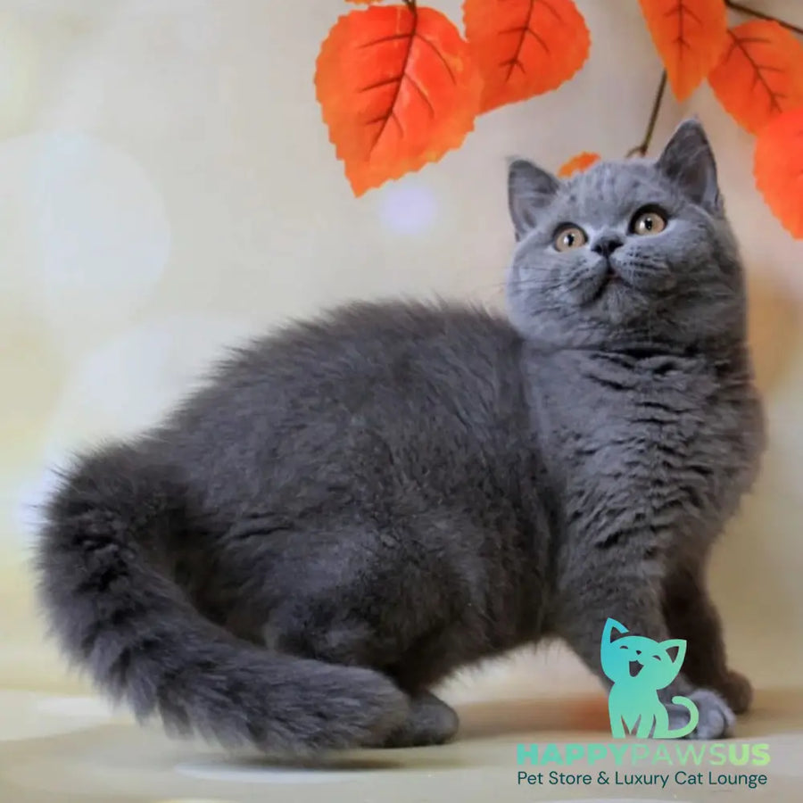 Jasmine British Shorthair female blue