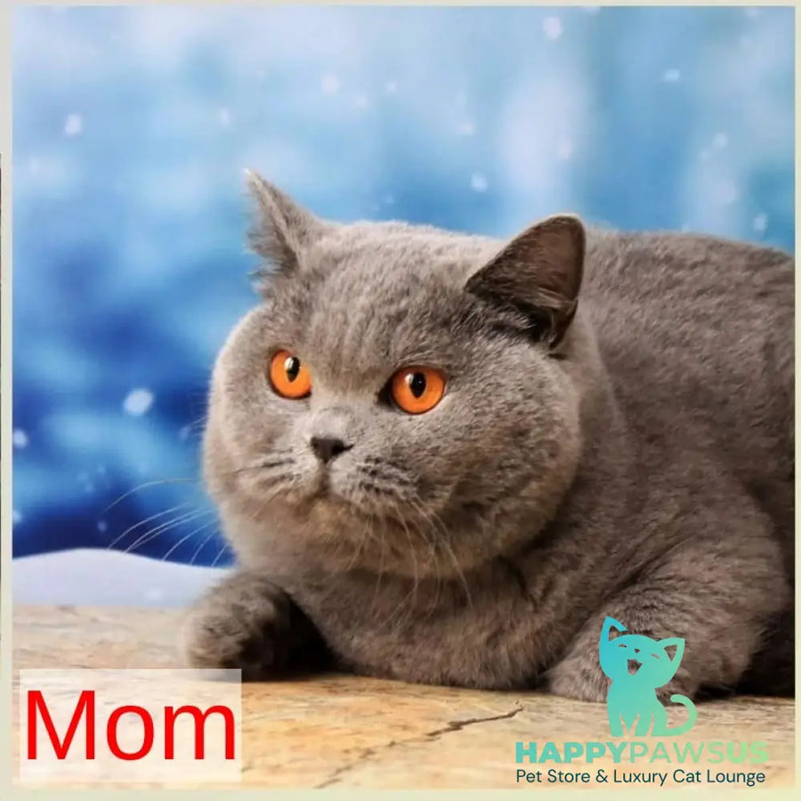 Jasmine British Shorthair female blue