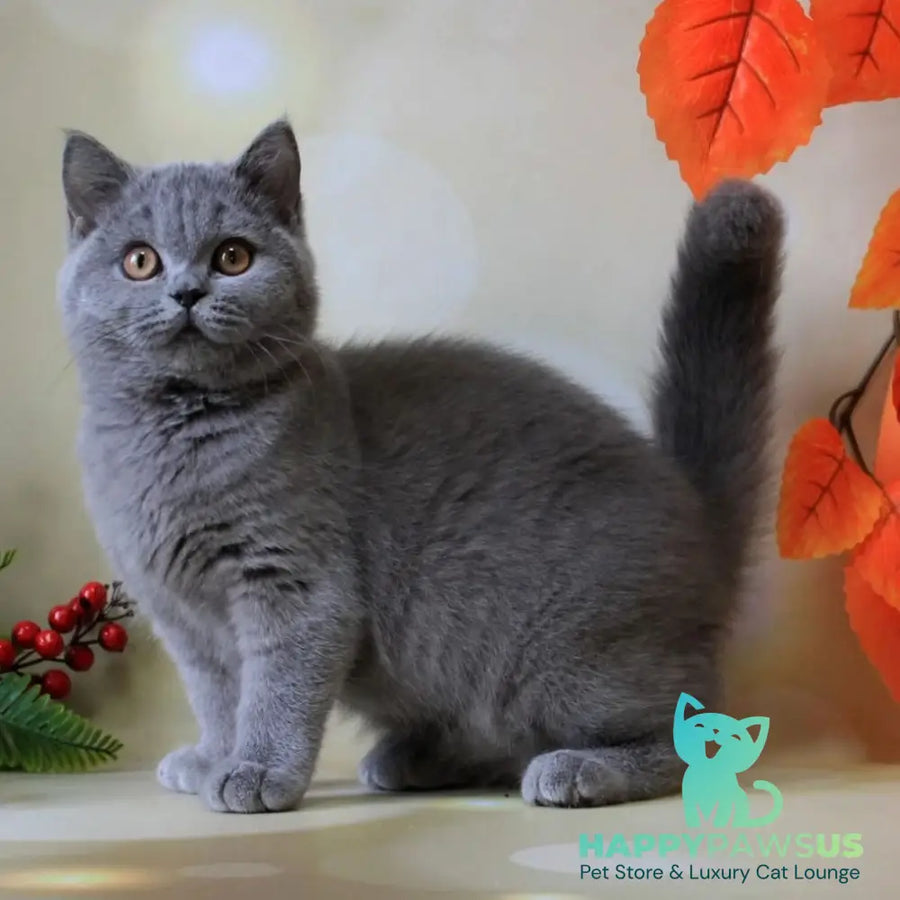 Jasmine British Shorthair female blue