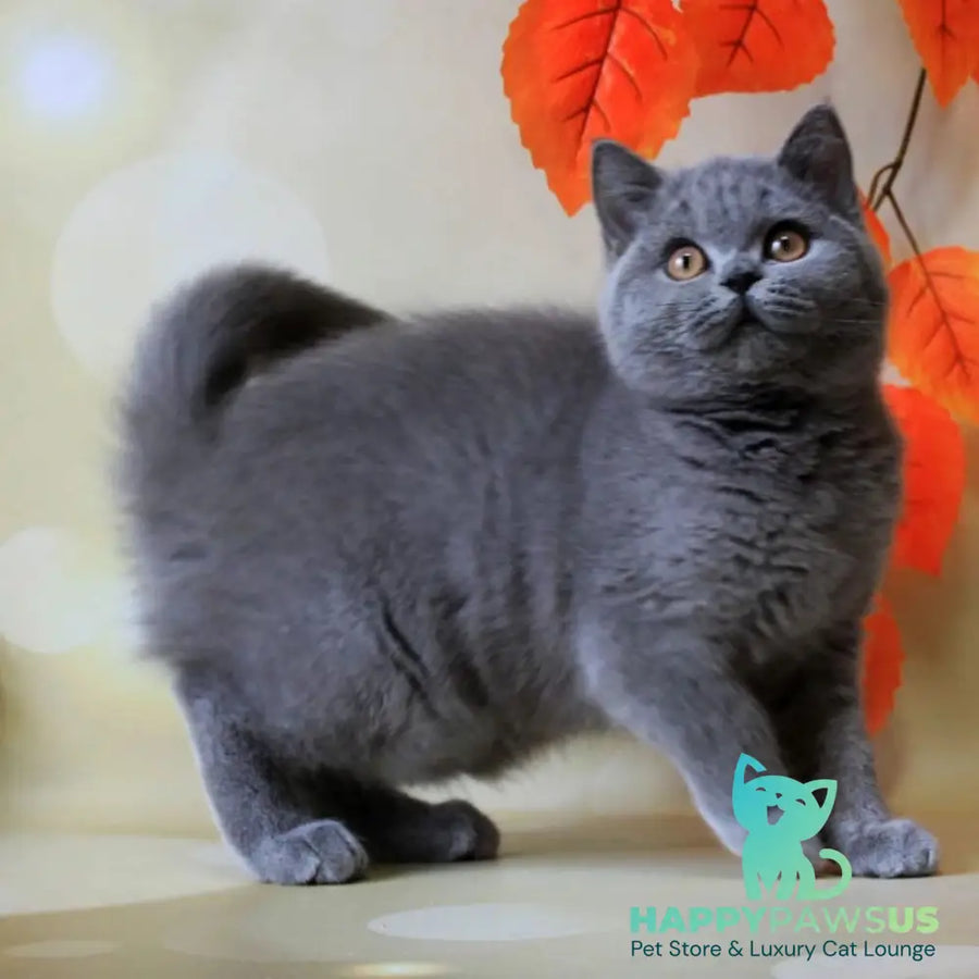 Jasmine British Shorthair female blue
