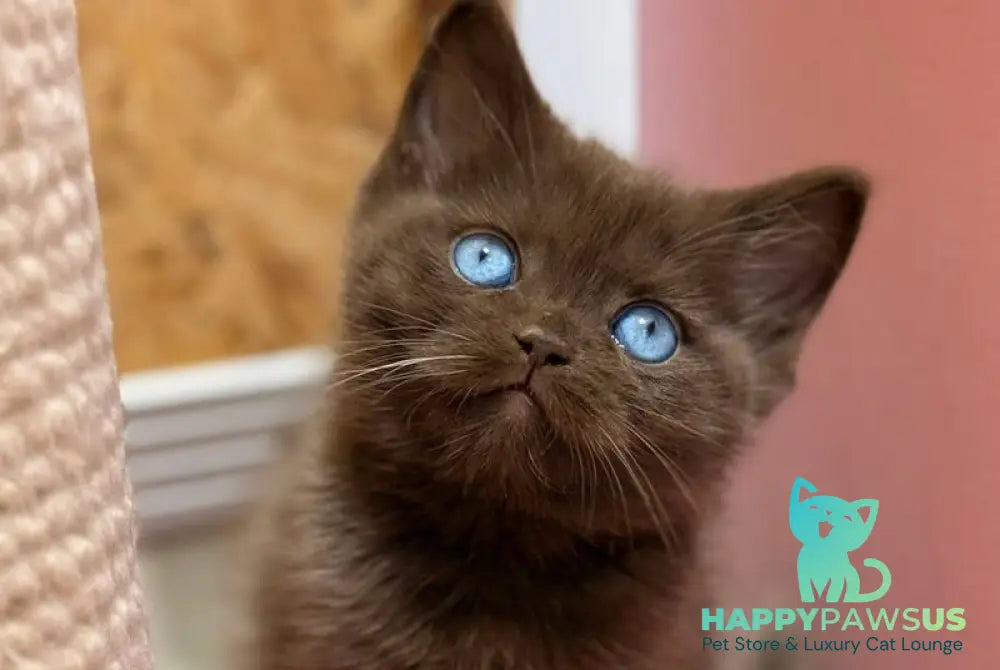 Jasmine British Shorthair female chocolate - live animals