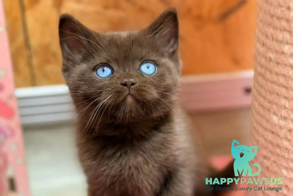Jasmine British Shorthair female chocolate - live animals