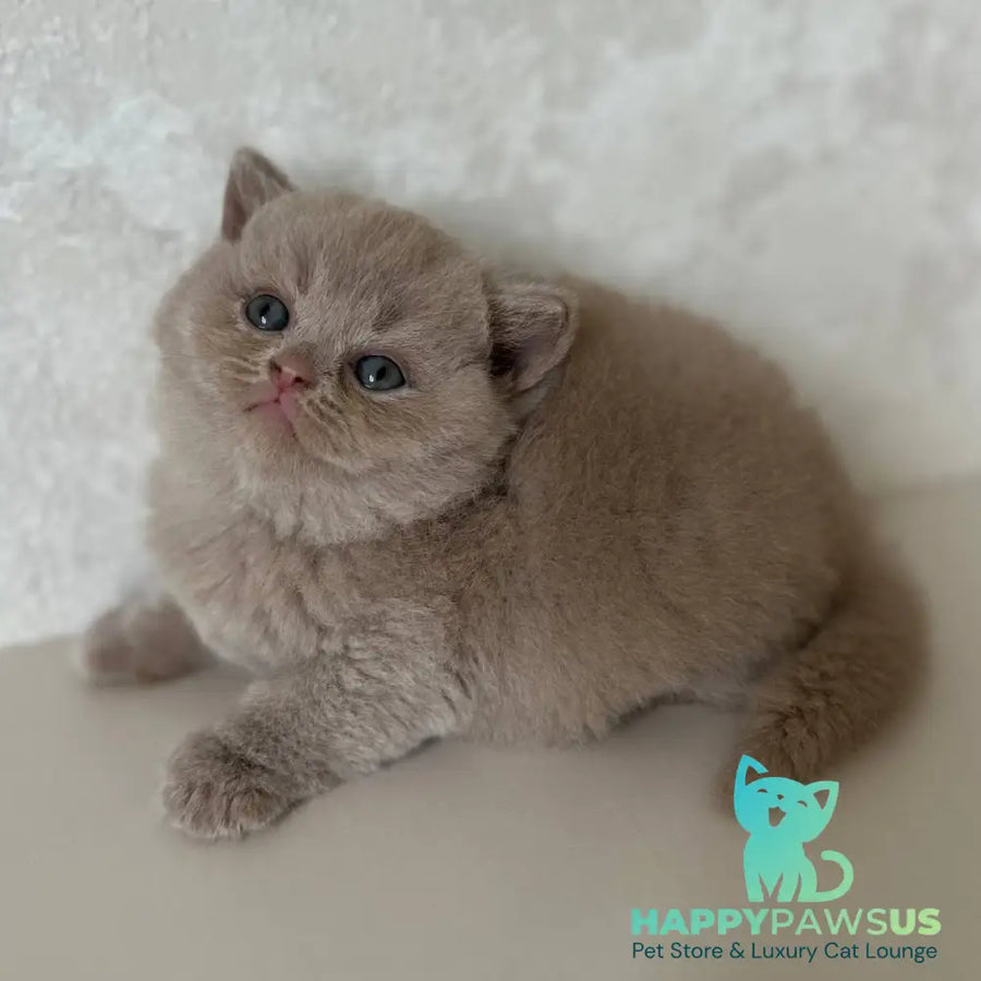 Jasmine British Shorthair female fawn - live animals