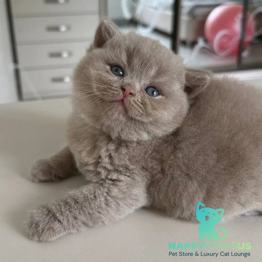 Jasmine British Shorthair female fawn - live animals