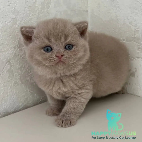 Jasmine British Shorthair female fawn - live animals