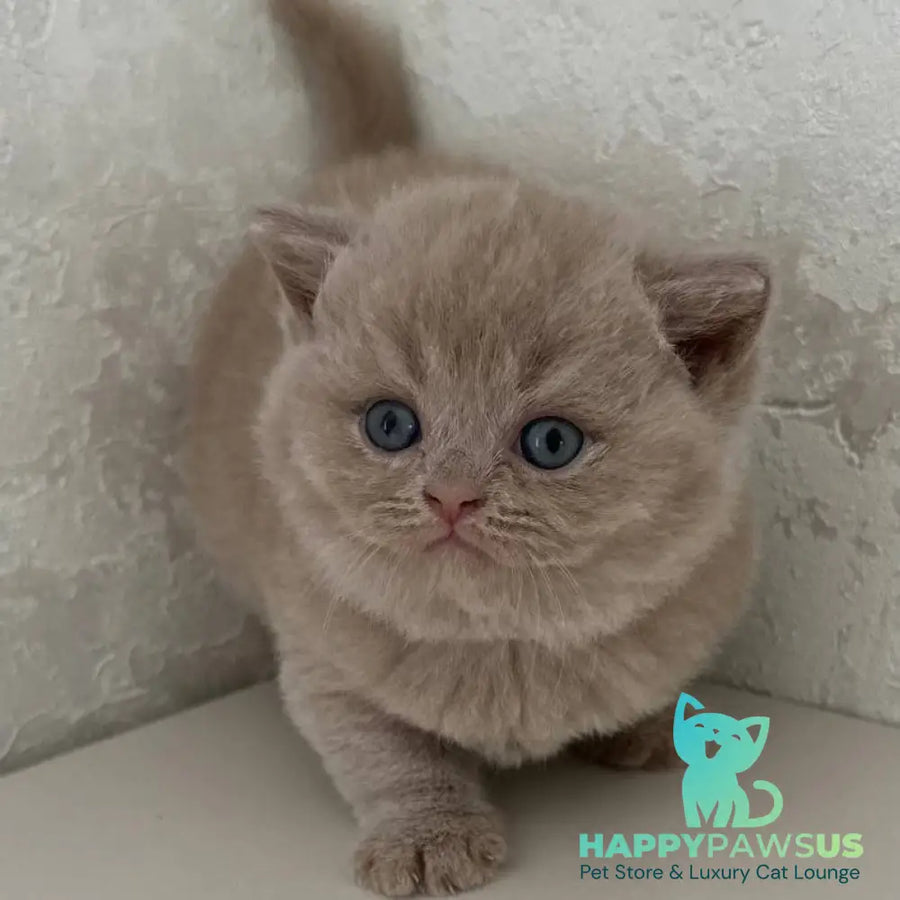 Jasmine British Shorthair female fawn - live animals