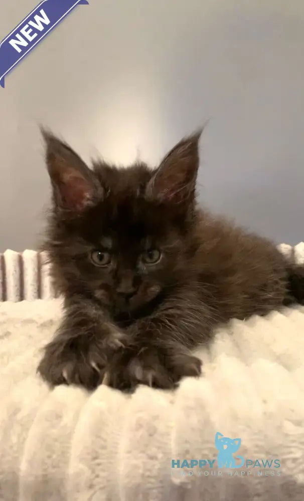 Jasmine Maine Coon female black silver live animals