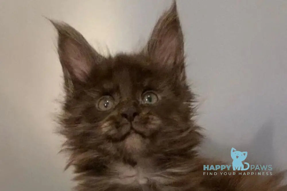 Jasmine Maine Coon female black silver live animals