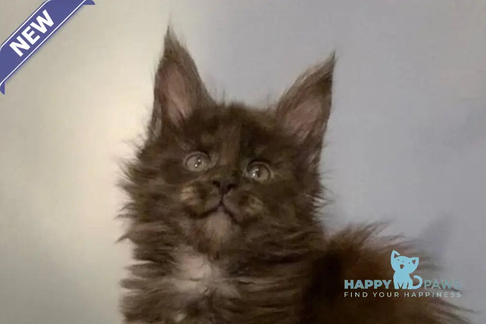 Jasmine Maine Coon female black silver live animals