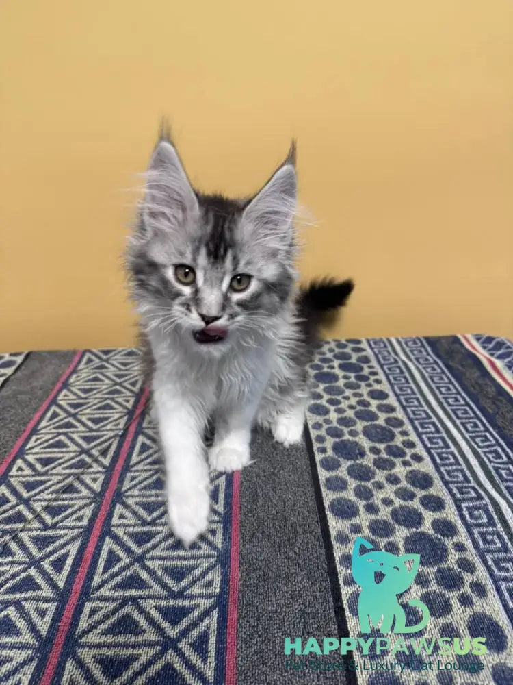 Jasmine Maine Coon female black silver ticked tabby live animals