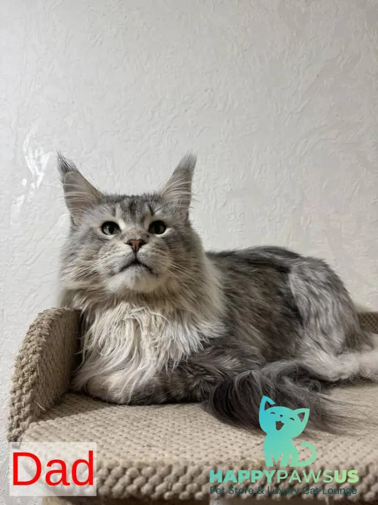 Jasmine Maine Coon female black silver ticked tabby live animals
