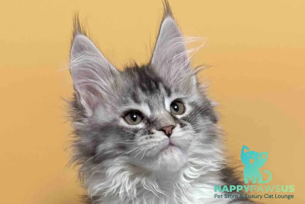 Jasmine Maine Coon female black silver ticked tabby live animals