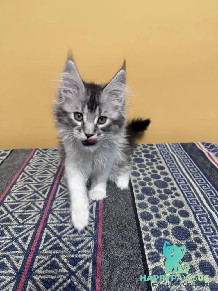 Jasmine Maine Coon female black silver ticked tabby live animals