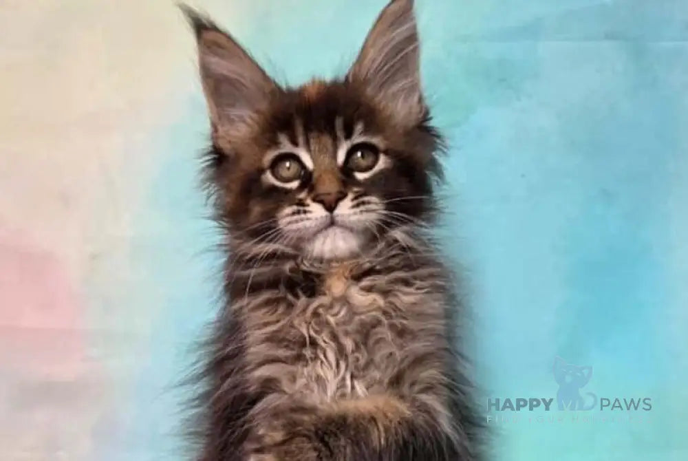 Jasmine Maine Coon female black tortie ticked tabby live animals