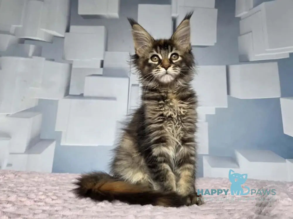 Jasmine Maine Coon female black tortie ticked tabby live animals