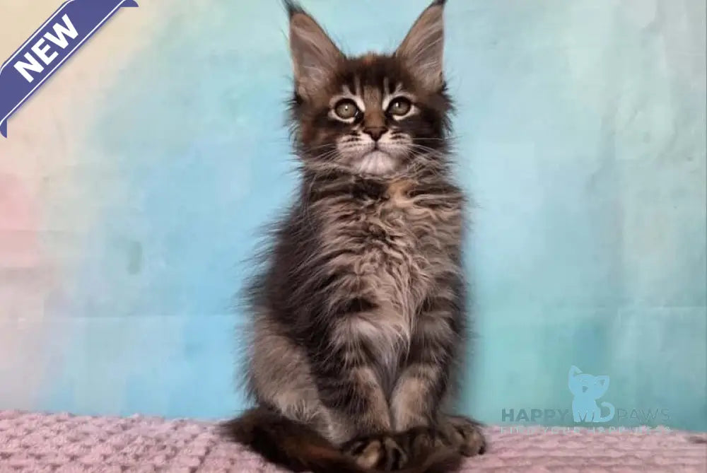 Jasmine Maine Coon female black tortie ticked tabby live animals