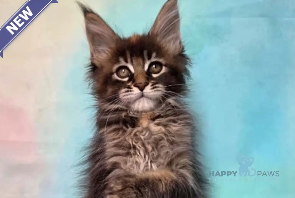 Jasmine Maine Coon female black tortie ticked tabby live animals